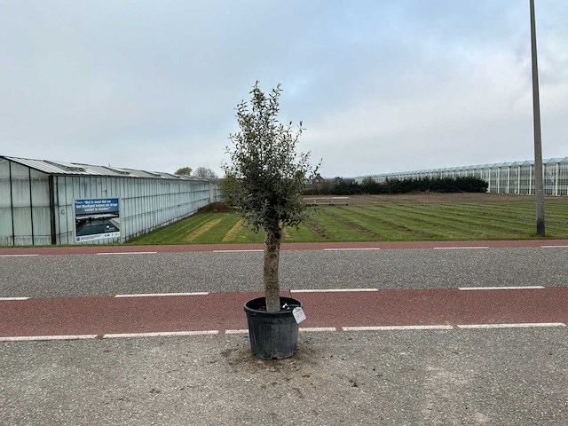 Olijfboom (olea europaea lessini) - afbeelding 1 van  1