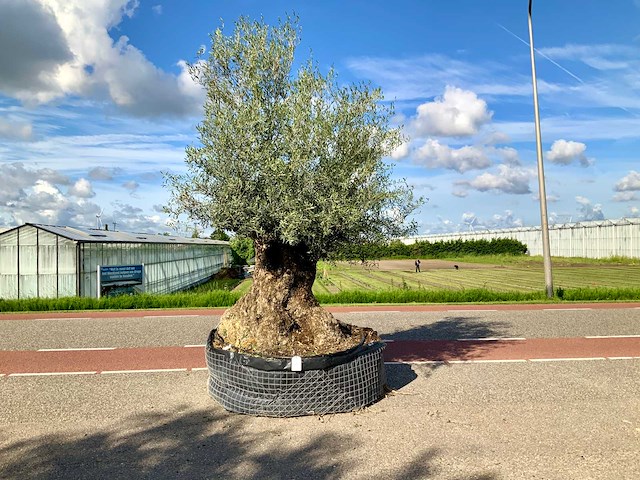 Olijfboom (olea europaea lessini) - afbeelding 1 van  1