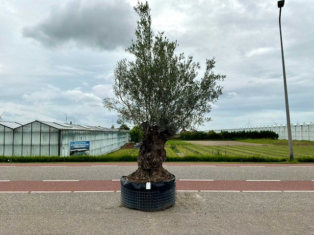 Olijfboom (olea europaea lessini) - afbeelding 1 van  1