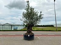 Olijfboom (olea europaea lessini) - afbeelding 1 van  1