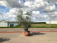 Olijfboom (olea europaea lessini) - afbeelding 1 van  1