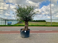 Olijfboom (olea europaea lessini) - afbeelding 1 van  1