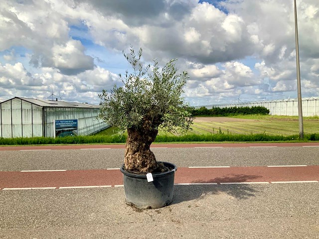 Olijfboom (olea europaea lessini) - afbeelding 1 van  1
