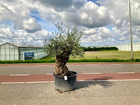 Olijfboom (olea europaea lessini) - afbeelding 1 van  1