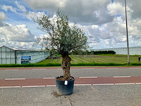 Olijfboom (olea europaea lessini) - afbeelding 1 van  1