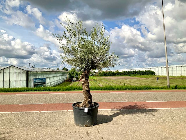 Olijfboom (olea europaea lessini) - afbeelding 1 van  1