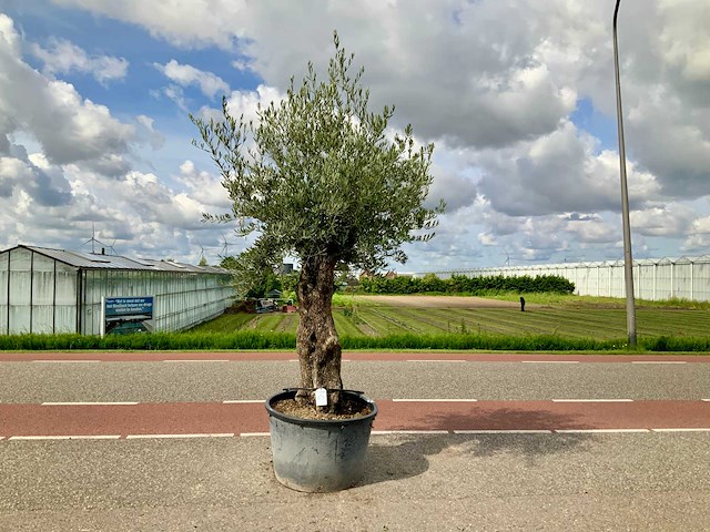 Olijfboom (olea europaea lessini) - afbeelding 1 van  1