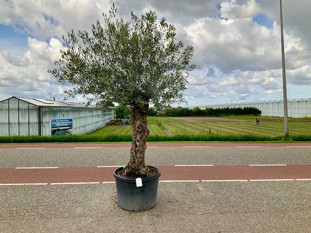 Olijfboom (olea europaea lessini) - afbeelding 1 van  1