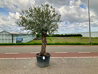 Olijfboom (olea europaea lessini) - afbeelding 1 van  1