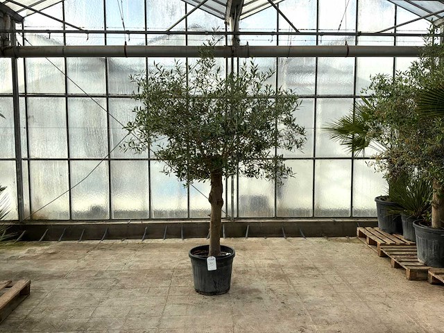 Olijfboom (olea europaea lessini) - afbeelding 1 van  1
