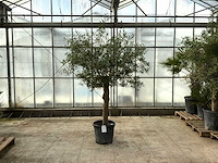 Olijfboom (olea europaea lessini) - afbeelding 1 van  1