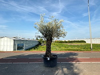 Olijfboom (olea europaea lessini) - afbeelding 1 van  1