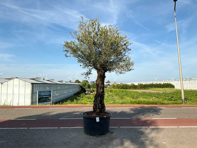 Olijfboom (olea europaea lessini) - afbeelding 1 van  1
