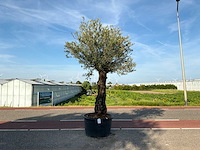 Olijfboom (olea europaea lessini) - afbeelding 1 van  1