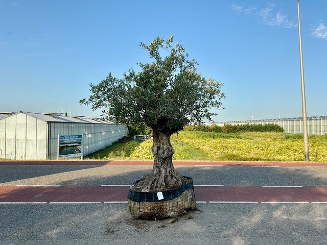 Olijfboom (olea europaea lessini) - afbeelding 1 van  1