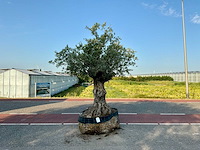 Olijfboom (olea europaea lessini) - afbeelding 1 van  1