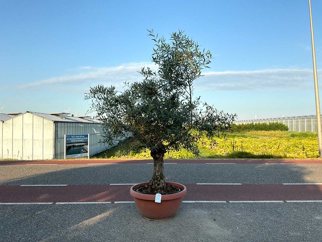 Olijfboom (olea europaea lessini) - afbeelding 1 van  1