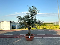 Olijfboom (olea europaea lessini) - afbeelding 1 van  1