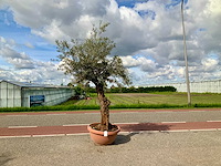 Olijfboom (olea europaea lessini) - afbeelding 1 van  1