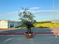 Olijfboom (olea europaea lessini) - afbeelding 1 van  1