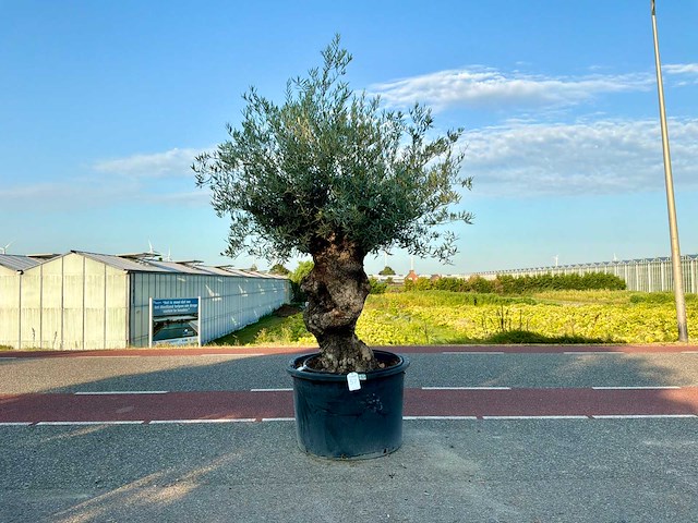 Olijfboom (olea europaea lessini) - afbeelding 1 van  1