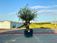 Olijfboom (olea europaea lessini) - afbeelding 1 van  1