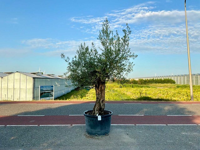 Olijfboom (olea europaea lessini) - afbeelding 1 van  1