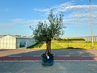 Olijfboom (olea europaea lessini) - afbeelding 1 van  1
