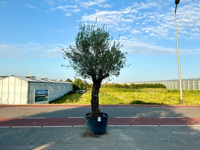 Olijfboom (olea europaea lessini) - afbeelding 1 van  1
