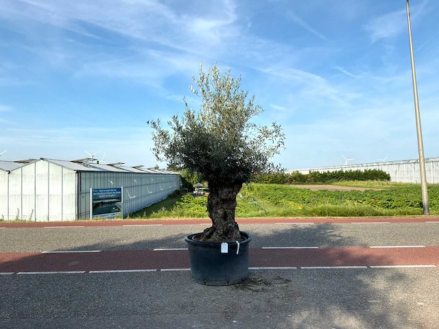 Olijfboom (olea europaea lessini) - afbeelding 1 van  1