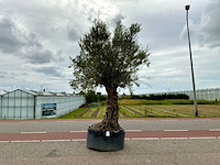 Olijfboom (olea europaea lessini) - afbeelding 1 van  1