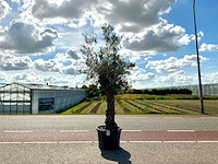 Olijfboom (olea europaea lessini) - afbeelding 1 van  1