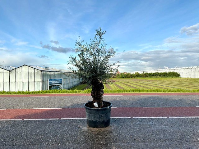 Olijfboom (olea europaea lessini) - afbeelding 1 van  1