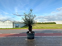 Olijfboom (olea europaea lessini) - afbeelding 1 van  1