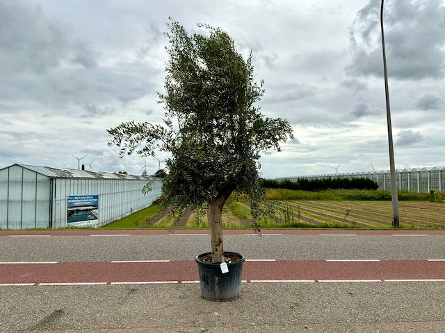 Olijfboom (olea europaea lessini) - afbeelding 1 van  1