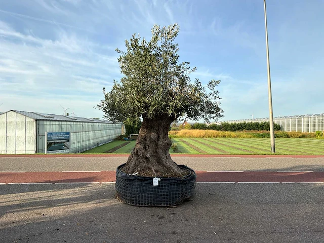 Olijfboom (olea europaea lessini) - afbeelding 1 van  1