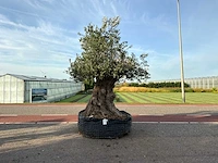 Olijfboom (olea europaea lessini)