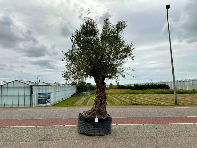 Olijfboom (olea europaea lessini) - afbeelding 1 van  1