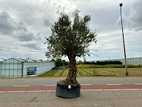 Olijfboom (olea europaea lessini)