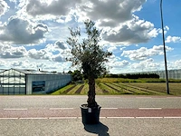 Olijfboom (olea europaea lessini)