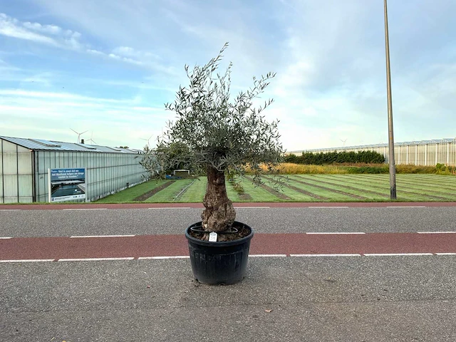 Olijfboom (olea europaea lessini) - afbeelding 1 van  1