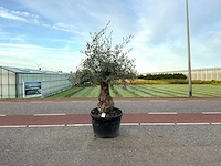 Olijfboom (olea europaea lessini)