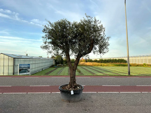 Olijfboom (olea europaea lessini) - afbeelding 1 van  1