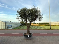 Olijfboom (olea europaea lessini)
