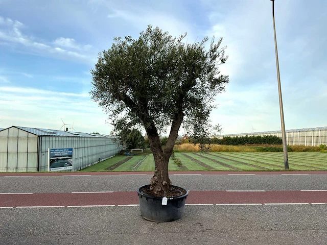 Olijfboom (olea europaea lessini) - afbeelding 1 van  1