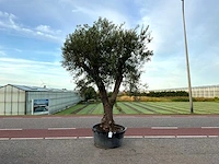 Olijfboom (olea europaea lessini)