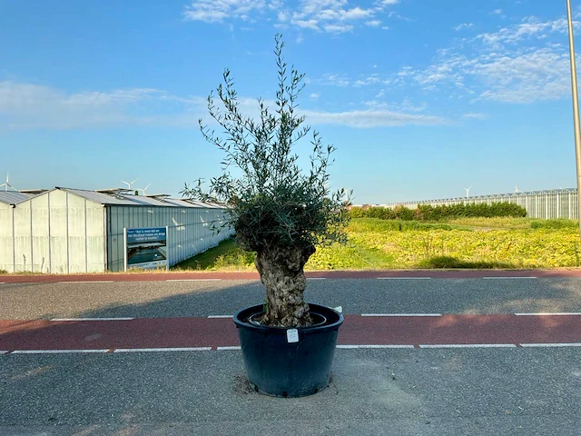 Olijfboom (olea europaea lessini) - afbeelding 1 van  1