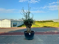 Olijfboom (olea europaea lessini)
