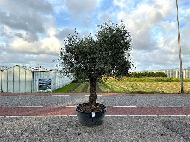 Olijfboom (olea europaea lessini) - afbeelding 1 van  1