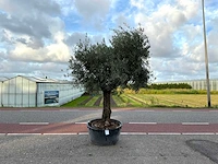Olijfboom (olea europaea lessini)